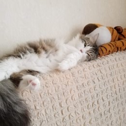 Фотография "Мы с тигренко мирно спим!
Отдохнуть очень хотим"