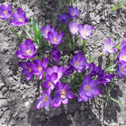 Фотография "Первые весенние  цветы Крокусы."