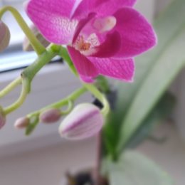 Фотография "Мини орхидея. Цветущая"