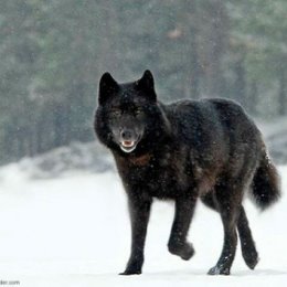 Фотография "Черный Волк "