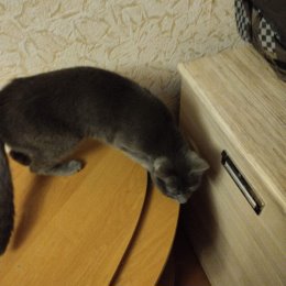 Фотография "Найден подросток!чистинький и ласковый!живёт в подъезде Столетова 48 .котик очень хороший ест все!"
