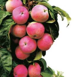 Фотография "Колоновидная яблоня Червонец, цена 540 руб."