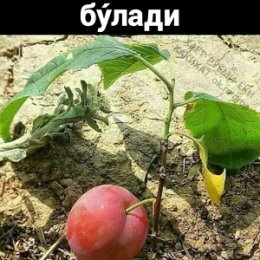 Фотография от РУСТАМ Хомидинзода