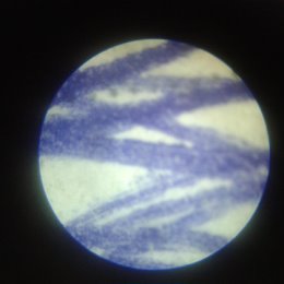 Фотография "Как выглядят чернила через микроскоп!)"