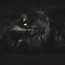 Фотография "My. Black. Cat. Shot on CANON EOS 1100D + lightroom
⏫
#shotoncanon
#blacknwhate
#bnw
#bnw_mystery
#bnw_society
#canon
#cat
#blackcat
#nicecat
#black_cat_crew
#black_cat
#canonshot
#canoneos1100d
#canon
#canoncamera
#canoncameras
#lightroom
#lightroomm
#lightroommasters
#belarus
#беларусь
#кот
#лайтрум
#черныйкот
#котяра
#lifebynet
⏬
Фото @pasha_chirkin"