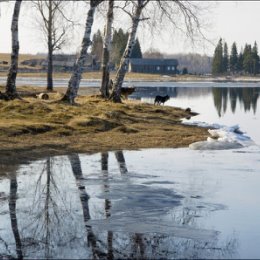 Фотография "Пришли дожди, апрель теплеет,
Всю ночь — туман, а поутру
Весенний воздух точно млеет
И мягкой дымкою синеет
В далёких просеках в бору.
И тихо дремлет бор зелёный,
И в серебре лесных озёр
Ещё стройней его колонны,
Ещё свежее сосен кроны
И нежных лиственниц"