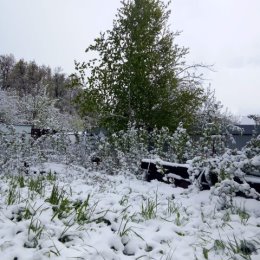 Фотография "Берёза как ёлка стоит вокруг снег,май месяц "
