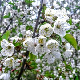 Фотография "Вишня белоснежная цветёт. 25. 04. 2024. "