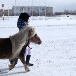 Фотография "Вот такая маленькая лошадка имеется на Барнаульском ипподроме."