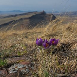 Фотография "Весеннее цветение подснежников. Горная гряда Сундуки. Республика Хакасия."