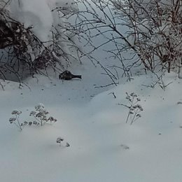 Фотография "Синичка замёрзла,несмотря что я кормлю хорошо"