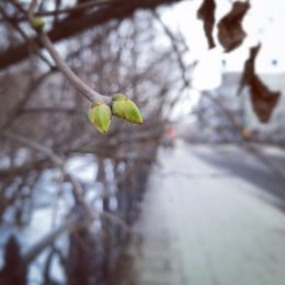 Фотография "Люблю весну в начале февраля"