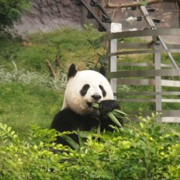 Фотография "Люблю чай - как панда любит бамбук (с) Баста"
