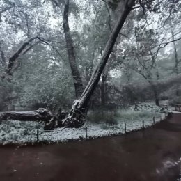 Фотография "😭 В Аптекарском огороде из-за майской погоды упала ива, которую более 300 лет назад посадил Петр I

Теперь в саду осталось только одно дерево императора — его любимая сибирская лиственница.

😎 Москва 24/7"