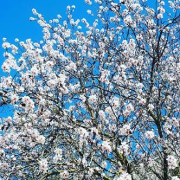 Фотография "Чудесный весенний день 🌸🌳🐝🐞🦋"