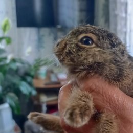 Фотография "Поймала маленького зайчонка на своём огороде 🐇"