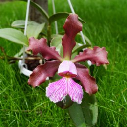 Фотография "Cattleya schilleriana"