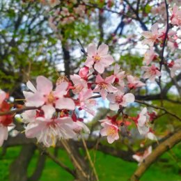 Фотография "Моя весна 🌸🌸🌸
.
 #sakura  #anime  #friends  #nature #follow #vladivostok #lipstick  #blossom # Russia #onethousandcherrytrees #tyan  #hatsunemiku #japan #korea #приморскийкрай #сакура #me #красота #russia_fotolovers"