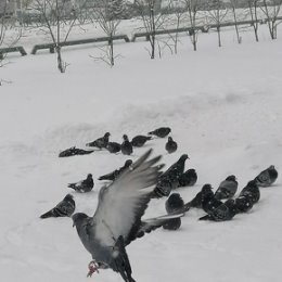 Фотография "По улице голуби ходят гурьбой и тянут цепочки следов за собой..."