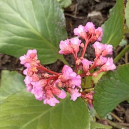 Фотография от Flower Valentinе