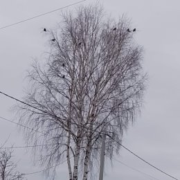 Фотография "Вороны прилетели"