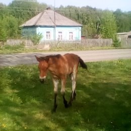 Фотография "А маленькая кнопо пасетса на полянке"