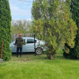 Фотография "Убрали  погибший можжевельник. "