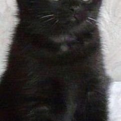 Фотография "Отдам черного и очень красивого котенка. 3-4 месяца, чистюля, ходит только в лоток. Игривый, ласковый, беспроблемный. Не пушистый, больше плюшевый, толстолапик с желтыми глазками. Очень красивый. Пишите. В добрые руки."