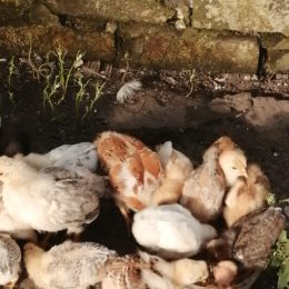 Фотография "Продам цыплят от кур несушек 3 недели по 250р т89532928321"