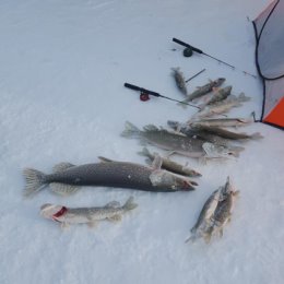 Фотография "23.01.2016
Итог рыбалки-16 щук, 1 окунь. Большая- 4,700 кг"