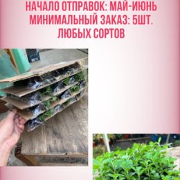 Фотография "Многолетка! 1 кустик разрастется до осени полноценной мультфлорой! Цвести будет до самых заморозков"