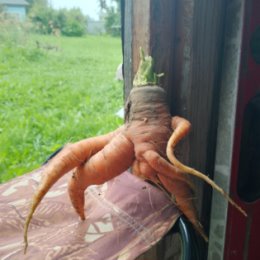 Фотография "Морковь танцует, а ветер дует! "