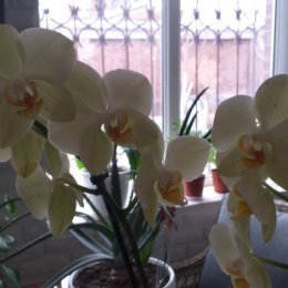 Фотография "Богемская орхидея ( разновидность  орхидей Фаленопсисов.)"