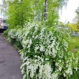 Фотография "Спирея на территории предприятия (15.05.2024). "