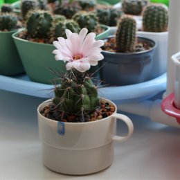 Фотография "Gymnocalycium paediophyllum (уже взрослый, детка от растения Ирины Cactus)"