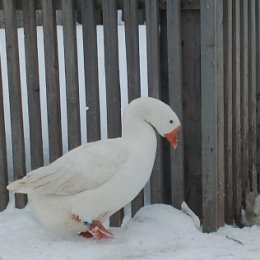 Фотография от Птичий дворик Лесосибирск