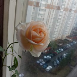 Фотография "Распустилась роза, а на улице дождь.."