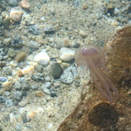 Фотография "такие красивые медузы к сожалению жалятся"