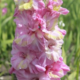 Фотография "Ярчайшие букеты счастья и вдохновения и Еще больше фото на https://www.instagram.com/invites/contact/?i=x4cdrt0r8ktw&utm_content=3vj9hxt 😍super-gladiolus.ru"