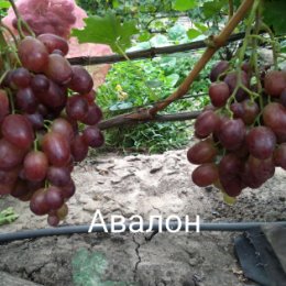 Фотография "Авалон гф Литвинова   вот такой получился в этом году Не много загорошил после ливневых дождей во время цветения"