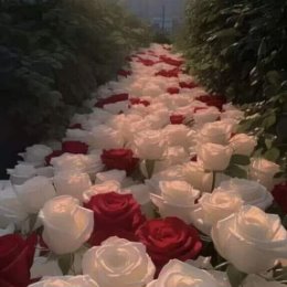 Фотография от ЮлиЯ🌹🌷💐 КоЧнЕвА