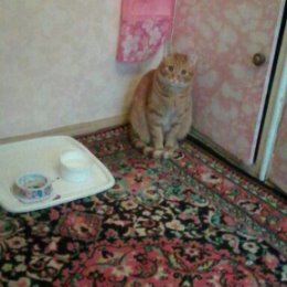 Фотография "И только кот терпеливо ждет...."