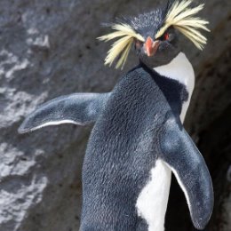 Фотография от Rocky Rockhopper