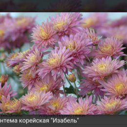 Фотография от ЦВЕТЫ Иркутск