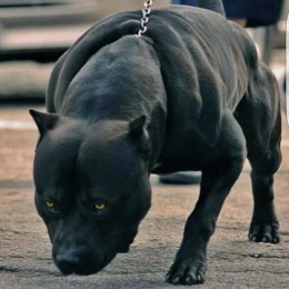 Фотография от ПИТ БУЛЬ PIT BUL