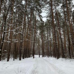 Фотография "29.12.23- лес уходящего 2023 г."
