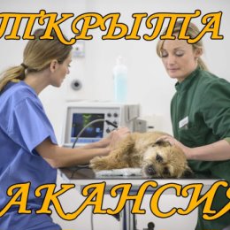 Фотография от Ветеринар клиника и аптека