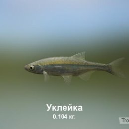 Фотография "https://ok.ru/game/trophyfishing2?21280 Уклейка, Карповые, 0.104kg, Волга, База Волга, TF-500, Мотыль.  #Уклейка #Карповые #Волга #База Волга #Мотыль #trophy #fishing #fish #трофейная #рыбалка #рыба"