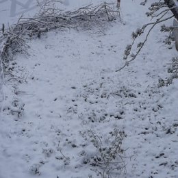 Фотография "Май забыл что он весенний месяц"