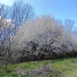 Фотография "весна пришла"